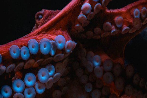 Kraken зеркала gigageek ru